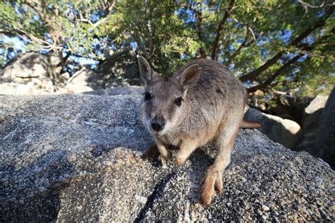 Mareeba Rock Wallabies at Granite Gorge,queensland Australia Stock ...