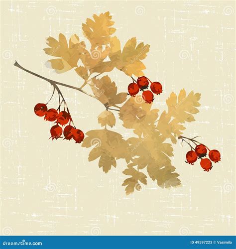 Branch Of Hawthorn Stock Vector Illustration Of Decorative