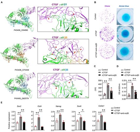 Frontiers Connective Tissue Growth Factor From Periosteal Tartrate