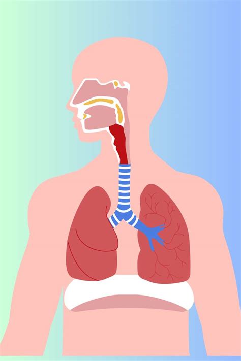 El Sistema Respiratorio rompecabezas en línea