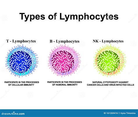 Types Of Lymphocytes. T Lymphocytes, B Lymphocytes, NK Lymphocytes ...