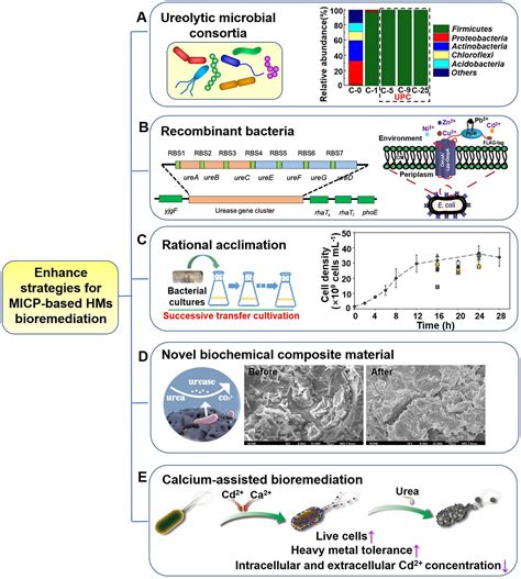 Frontiers Heavy Metal Bioremediation Using Microbially Induced