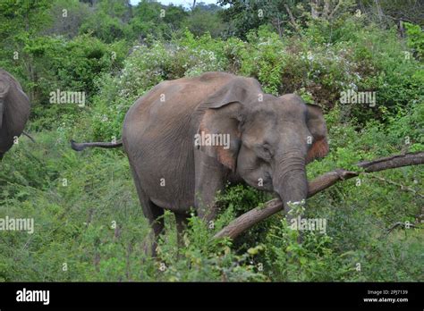 Wasgamuwa National Park Safari Stock Photo - Alamy