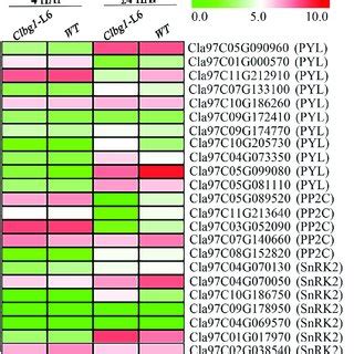 Expression Of Aba Signaling Genes In The Clbg L And Wt Lines And