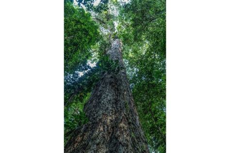 Found: The Tallest Tree in the Amazon » Explorersweb