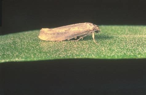 Entomologia Agraria Tignola Dell Olivo