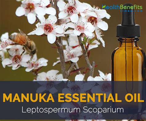 Manuka essential oil facts and health benefits