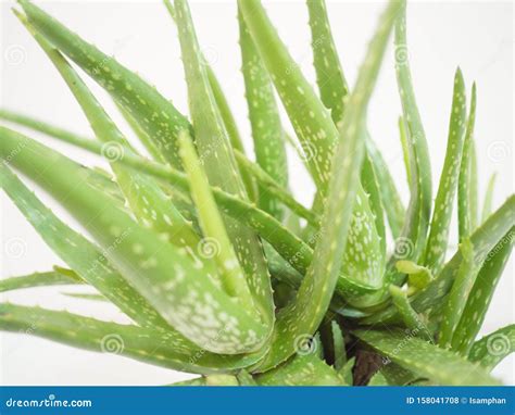 Aloe Vera Star Cactus Isolated On A White Background Stock Photo