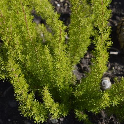 Erica Arborea Alberts Gold Agm