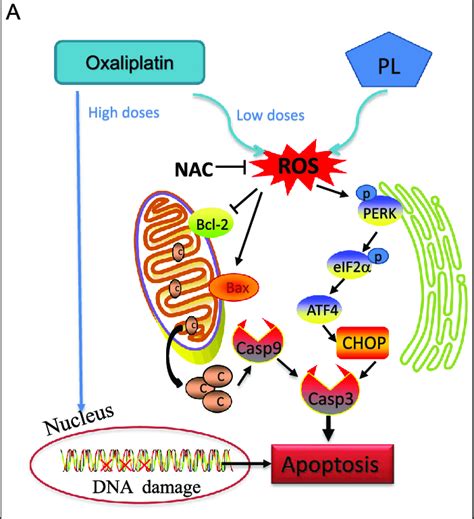 Proposed Signaling Pathway Schematic Illustration Of Key Findings And