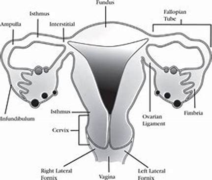 Obstetrics Flashcards Quizlet