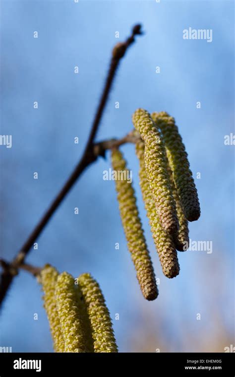 Corylus Avellana Common Hazel Stock Photo Alamy