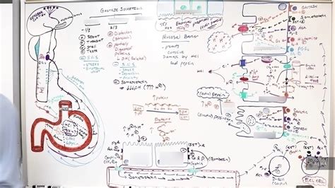 Cephalic and gastric phases of gastric secretion Diagram | Quizlet