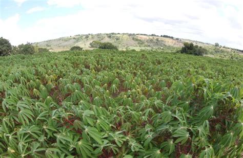 BAHIA TEM A 6ª MAIOR PRODUÇÃO DE MANDIOCA NO PAÍS E ESTIMA AUMENTO PARA