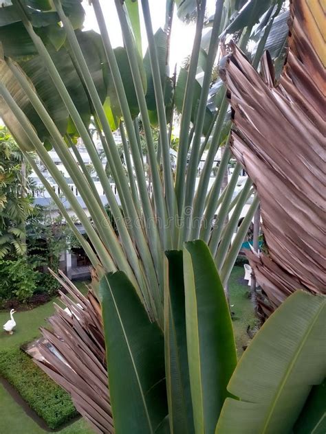 A type of banana tree stock photo. Image of lawn, nature - 249471962