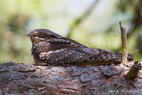 Engoulevent D Europe Caprimulgus Europaeus L Oiseau De Nuit