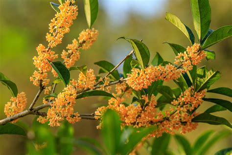 Molinard Osmanthus Eau de Parfum ~ Duftneuheiten
