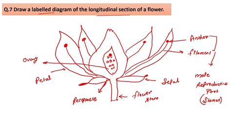 draw  labelled diagram   longitudinal section   flower youtube