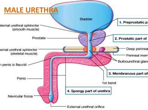 Anatomy Of Urethra Pptx