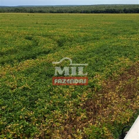 Mil Fazendas Fazenda Em Novo Acordo To Alqueires Em Lavoura