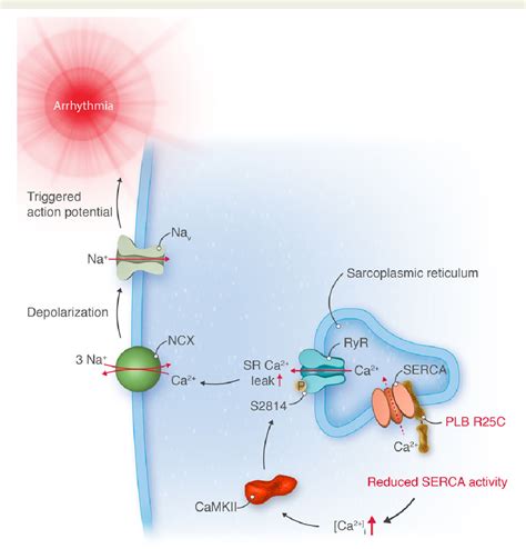 Figure From Linking Superinhibitory Pln Mutations To Camkii