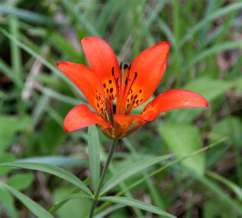 Western Wood Lily These Beautiful Flowers Were Growing In Flickr