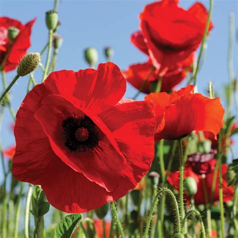 National Poppy Day