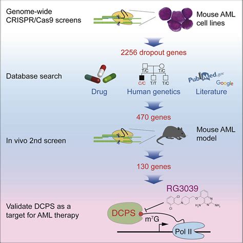 Crispr Cas9 Screening