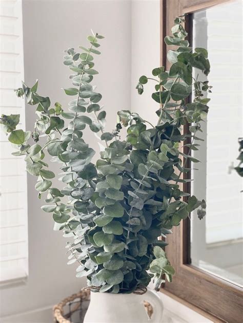 Eucalyptus Plant Indoor - Home Decor Inspiration