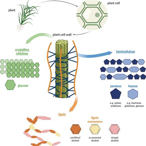 Structure Of The Main Components Of Plant Biomass Cellulose