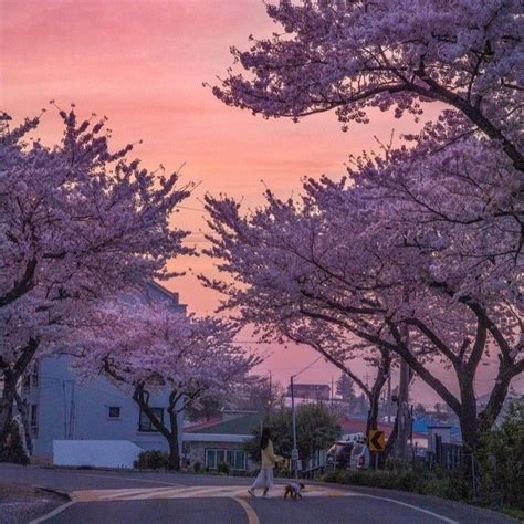 Pin By Shigeto Ebara On Sakura Soft Pink Theme Beautiful Places