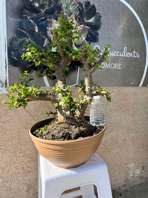 Portulacaria Afra Cork Bark Dwarf Jade Tree Dwarf Jade Etsy