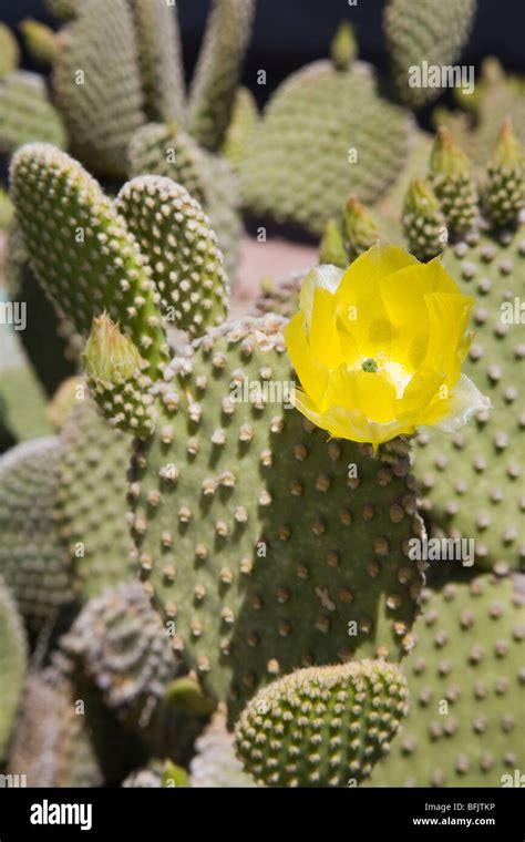 Prickly Pear Cactus, Scottsdale, Phoenix, Arizona, USA Stock Photo - Alamy