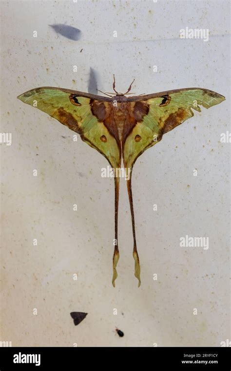 Macro Image Of Luna Moth Hanging On White Cloth At Sabah Borneo Stock