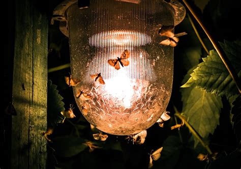 Por Qu A Los Insectos Les Atrae Tanto La Luz Por La Noche La Ciencia