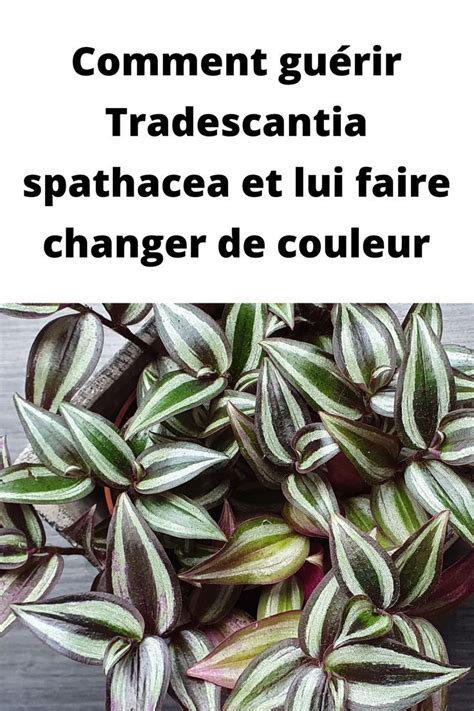 Comment Gu Rir Tradescantia Spathacea Et Lui Faire Changer De Couleur