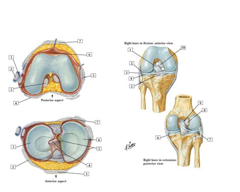 Knee Joint Ligaments Diagram Quizlet