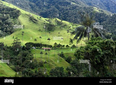 wax tree  res stock photography  images alamy