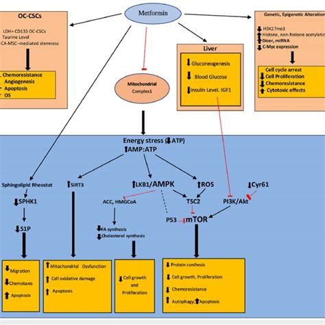 Mechanism of action of metformin in OC by organ, molecule, and ...