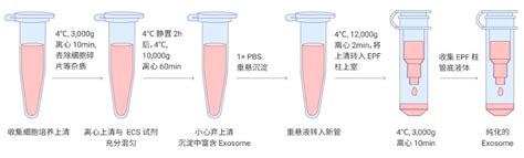 外泌体介绍、提取与纯化方法及对于外泌体的标记和鉴定生物器材网