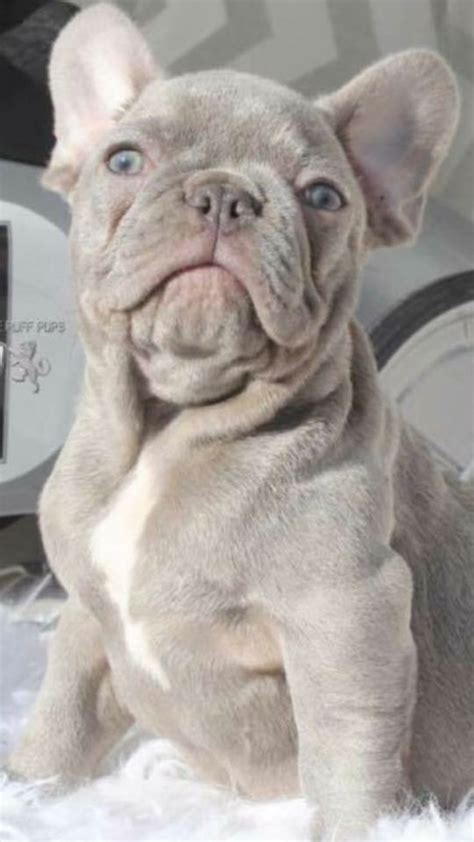 Lilac French bulldog | Lilac french bulldog, French bulldog puppies ...