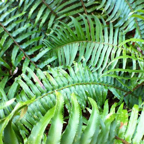 How To Trim A Fern Tips For Perfect Pruning My Heart Lives Here