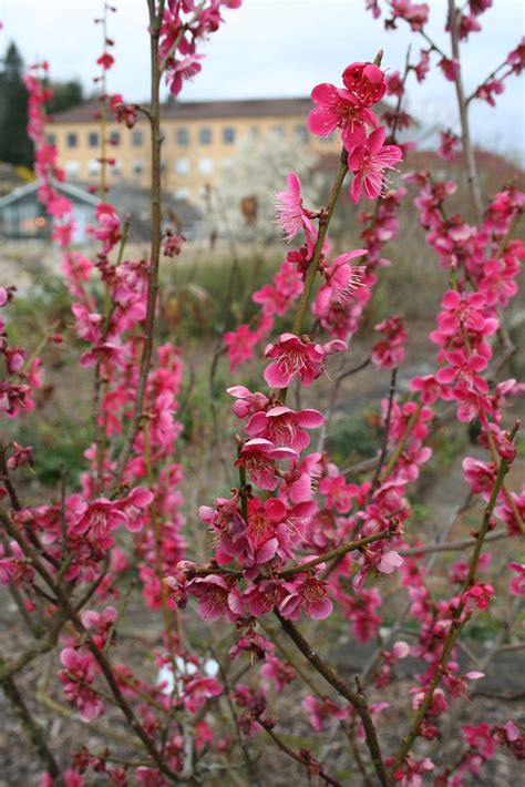 Prunus Mume W Rzburg Prunus Mume W Rzburg Flickr