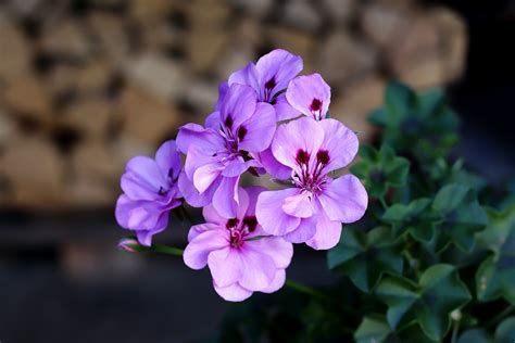 Géranium Fleurs Plante De Balcon Photo Gratuite Sur Pixabay