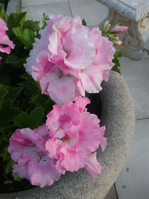 Pelargonium Palmyra Princess In Mm Super Tube Trigg Plants