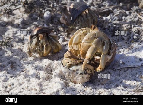 Land Hermit Crab Land Hermit Crabs Other Animals Crustaceans