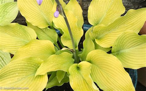 Sun Tolerent Hostas For Sale In the UK