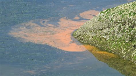 Noctiluca bloom in Chuckanut Bay may be a first