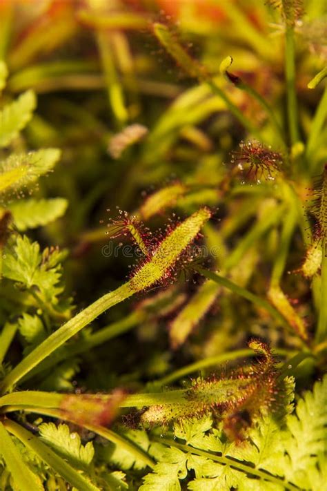 Plant- Sundew in the Garden Stock Photo - Image of flora ...