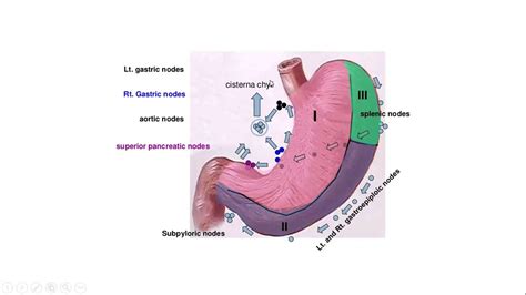 Gross Anatomy Abdomen And Pelvis Stomach Part 2 Lymphatic Drainage